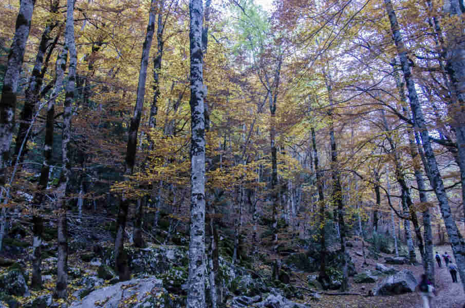 Huesca - parque nacional de Ordesa y Monte Perdido - valle de Ordesa 38 - bosque de hayas.jpg